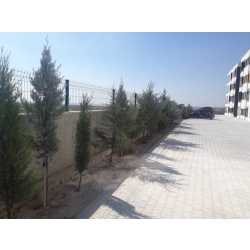 tirnak #1